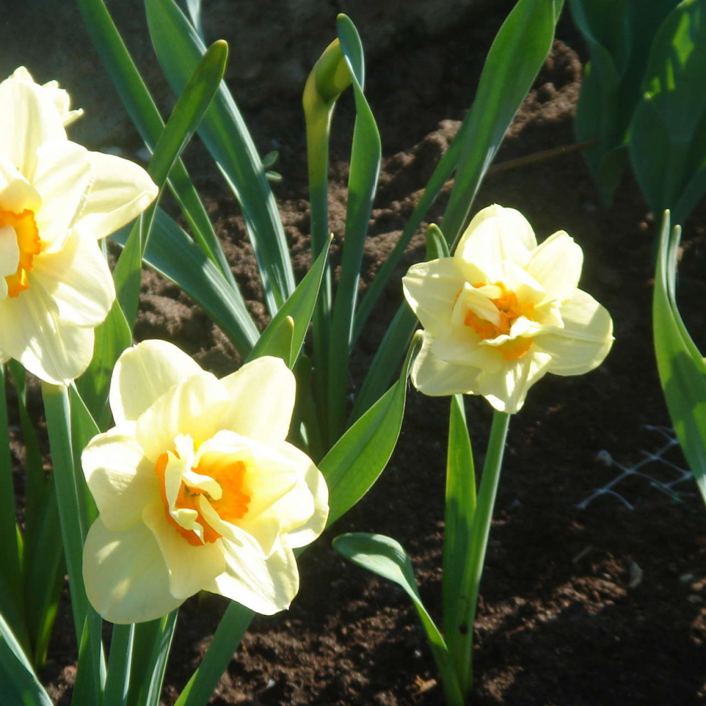 Красивые цветы нектароскордум в парке