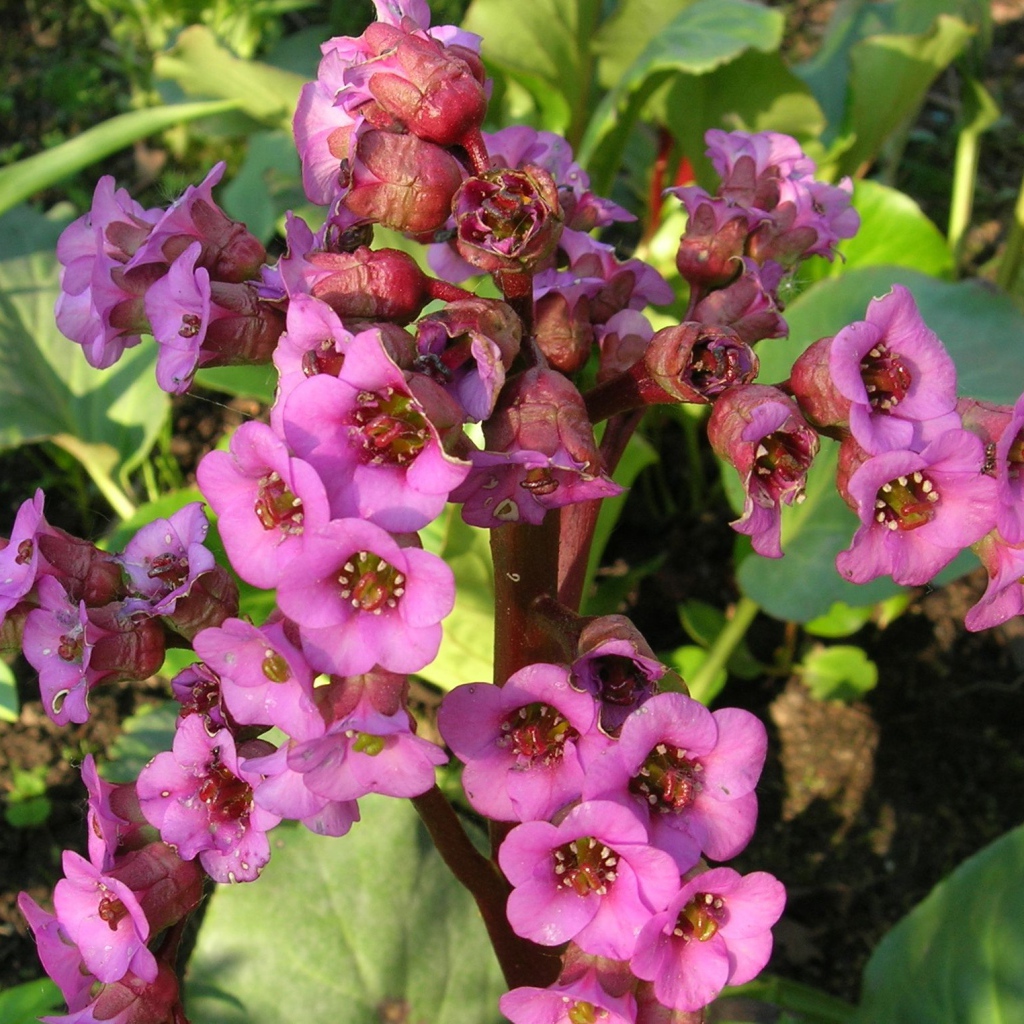 Красивые цветы растения бадан в парке