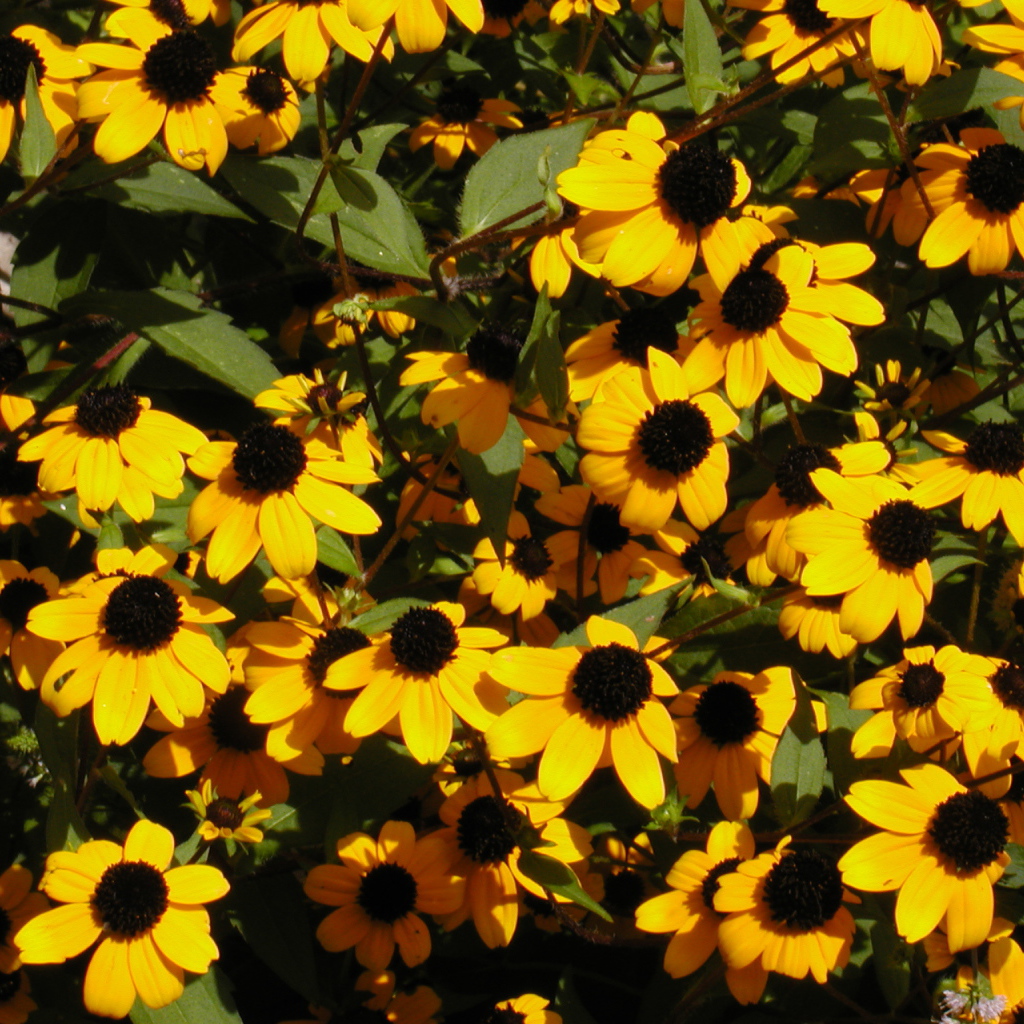 Красивые цветы рудбекия в парке