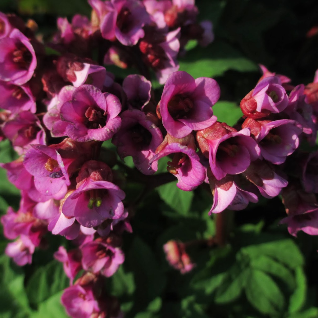 Красивые цветы бадан в парке