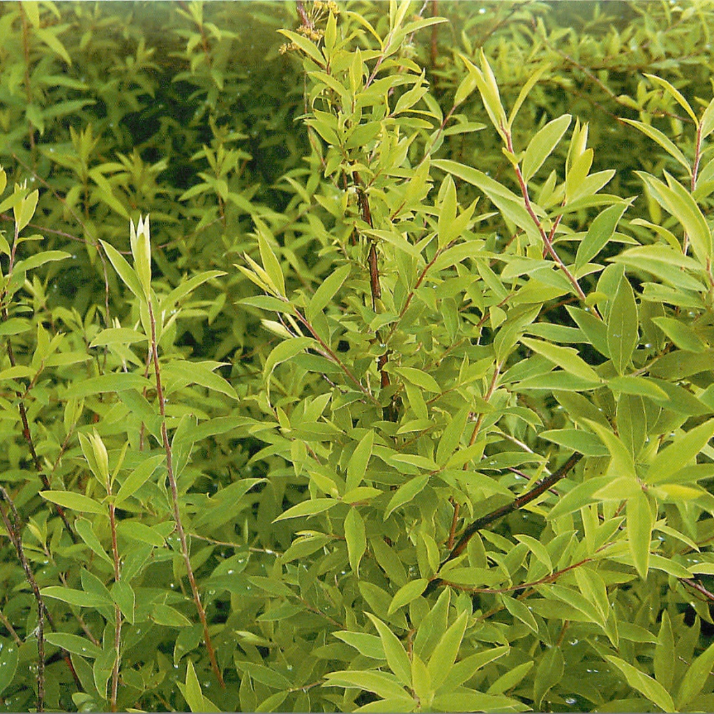 Красивые цветы спирея в парке