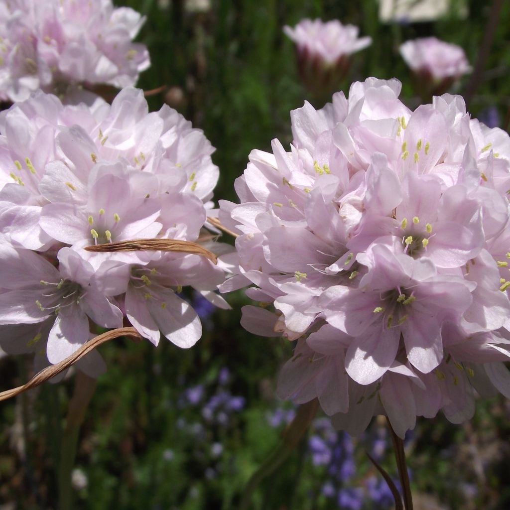 Красивые цветы армерия в парке