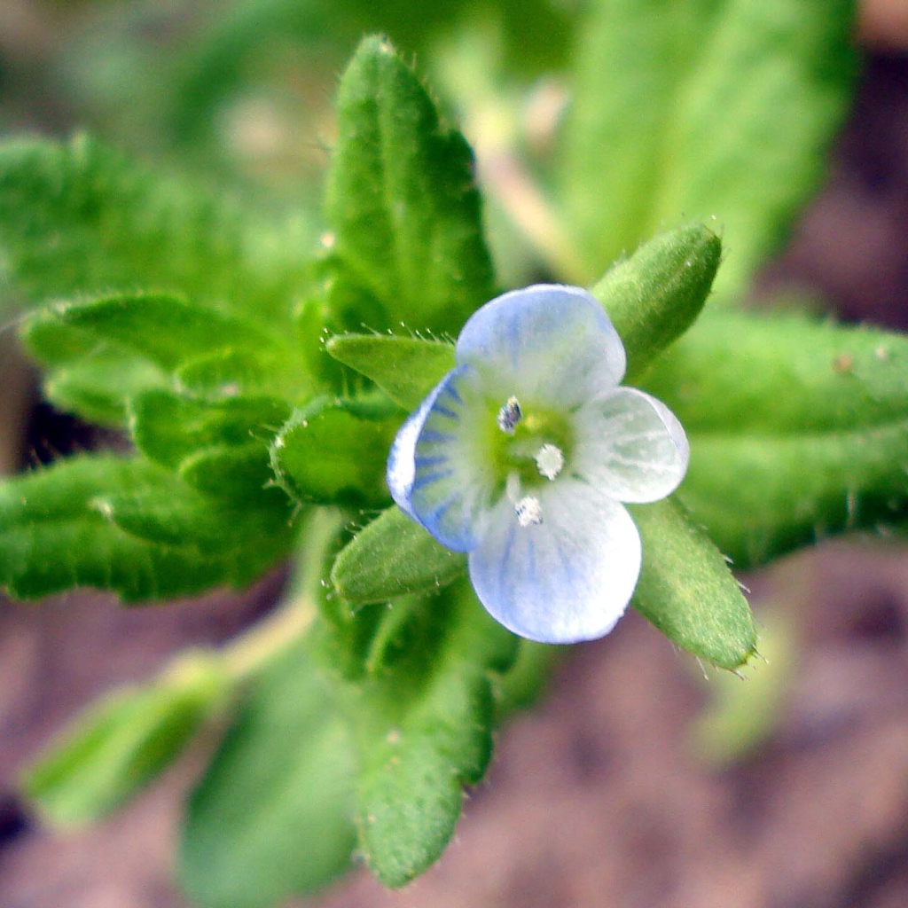 Красивые цветы вероника в парке
