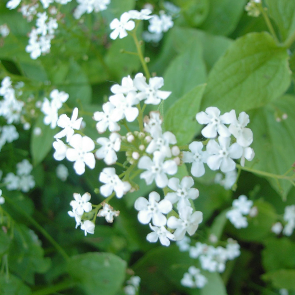 На солнце красивые цветы бруннера 