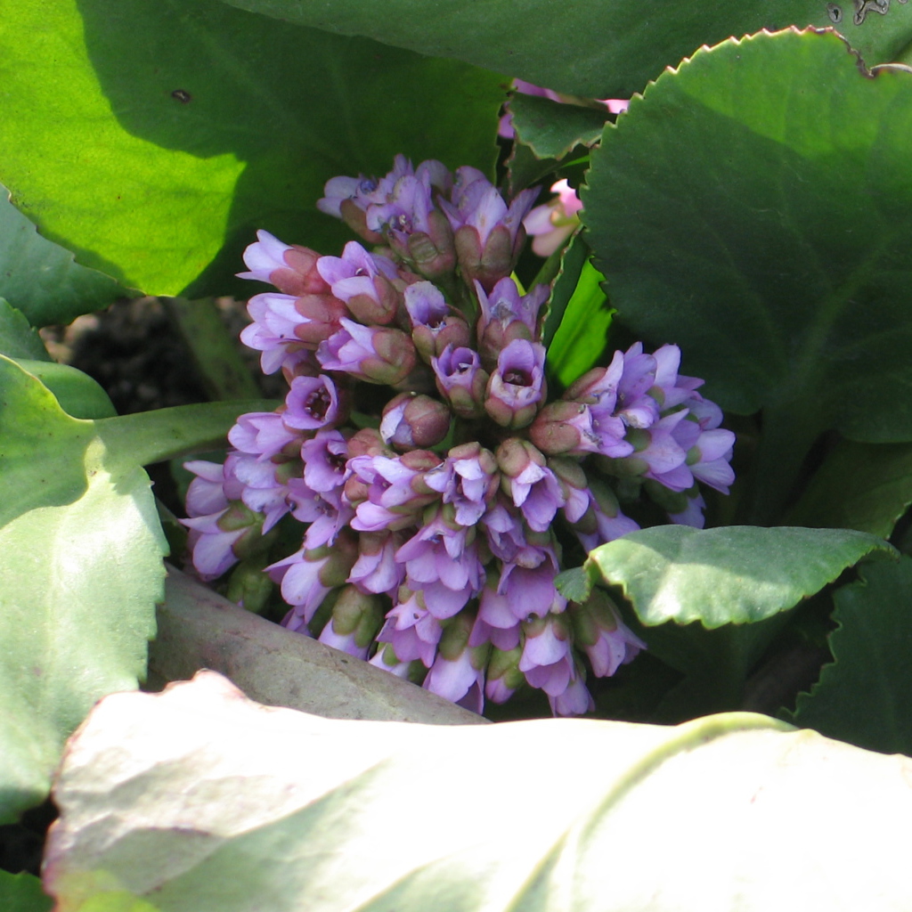 Красивые цветы бадан на солнце