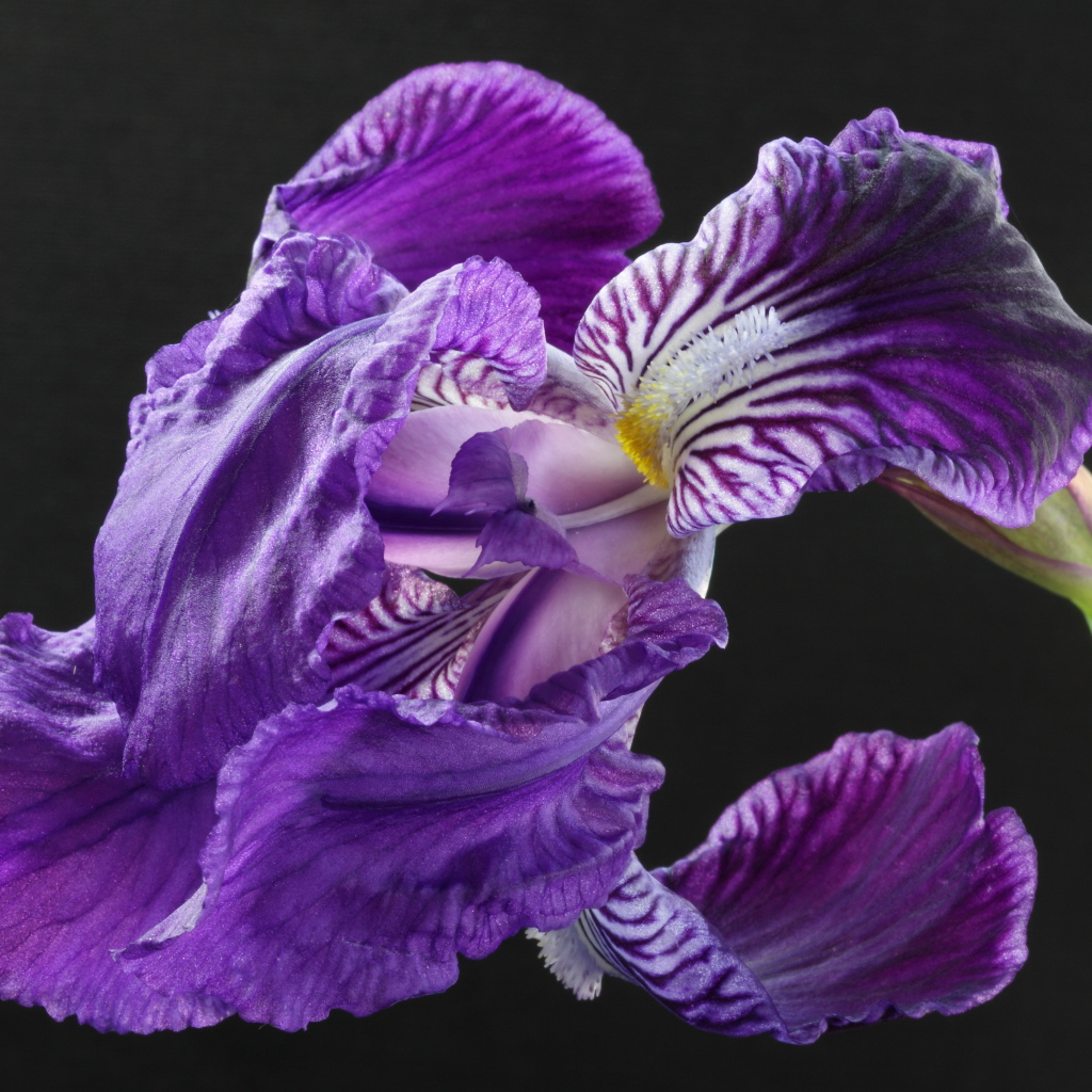 Красивые цветы ирисы на клумбе в саду