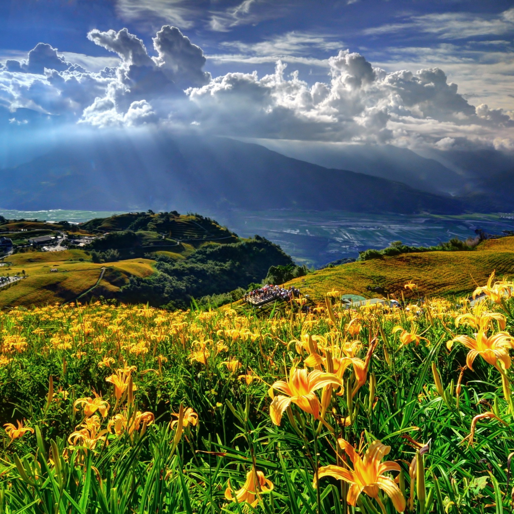 Красивые цветы лилия в саду