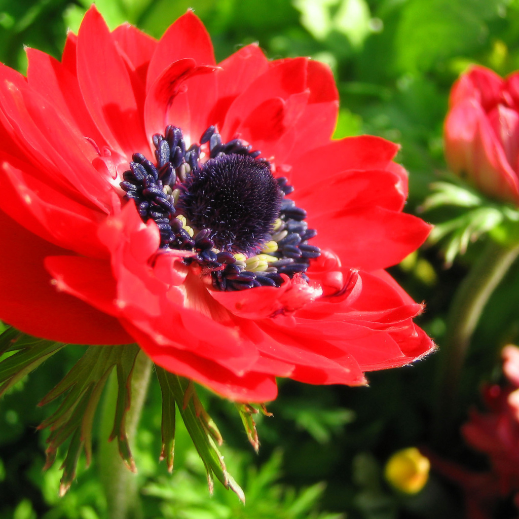 Красивые цветы анемона в парке