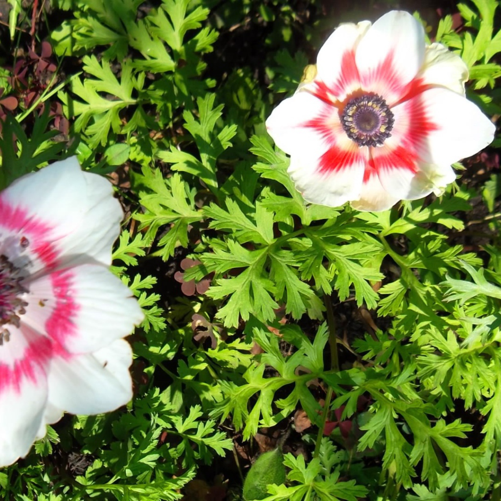 Красивые цветы анемона на клумбе в саду