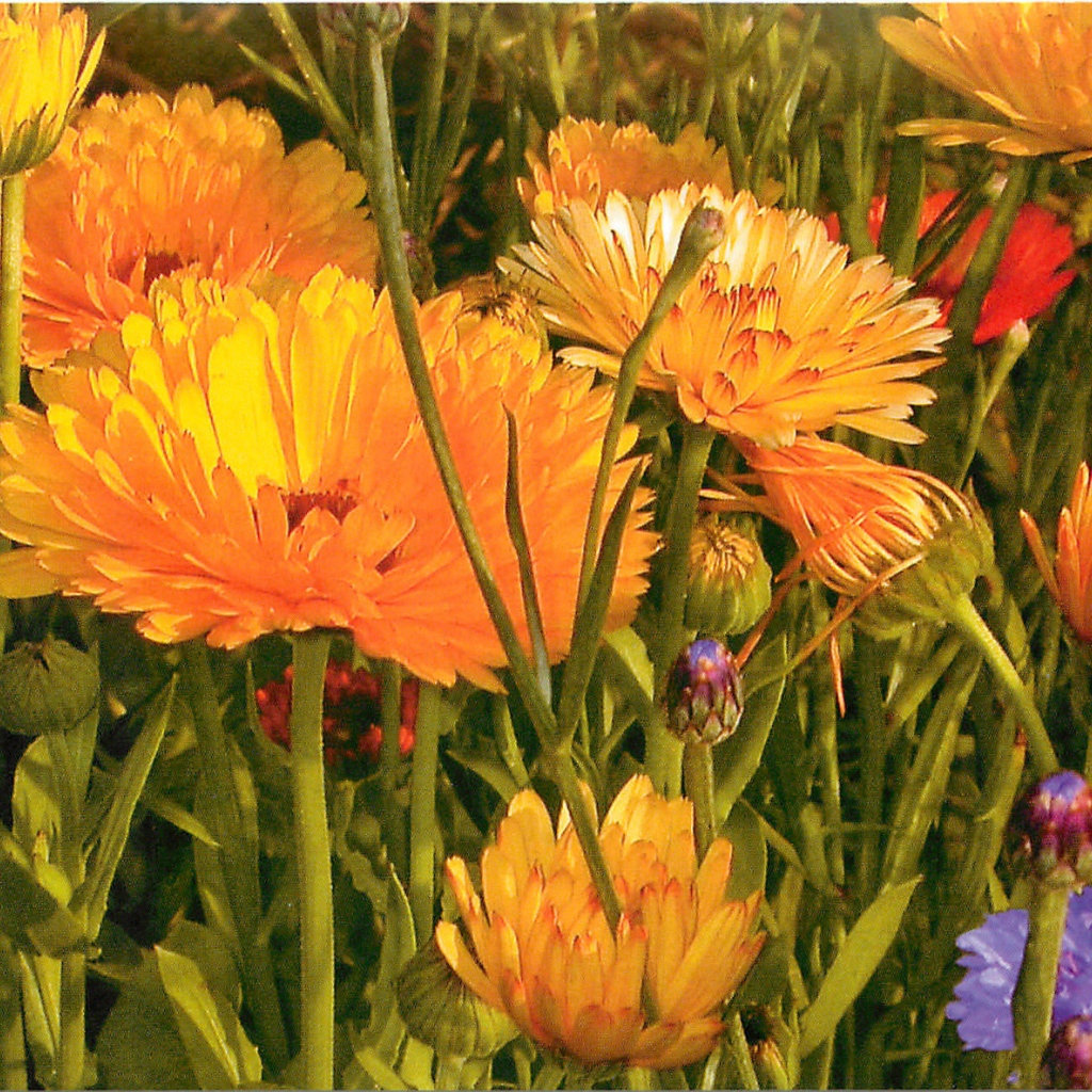 Красивые цветы календула на поляне