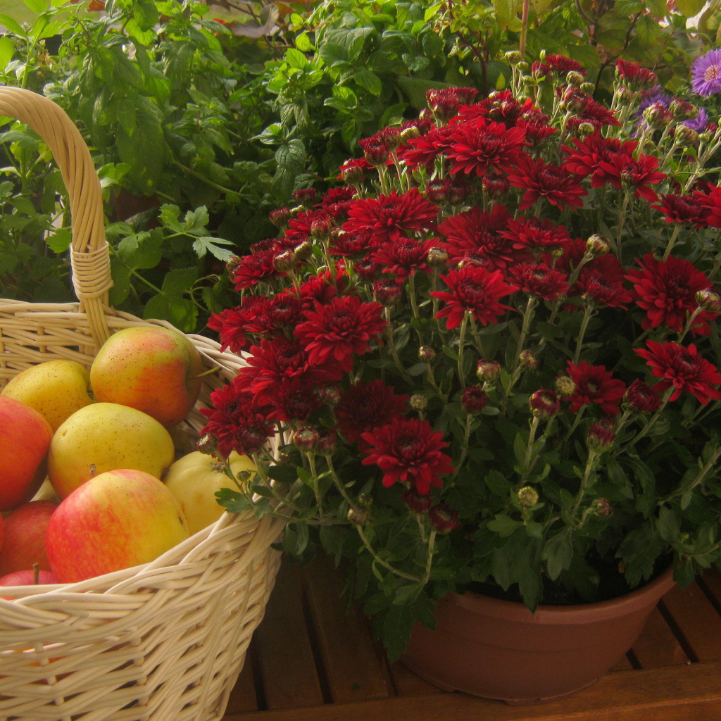 Красивые цветы хризантема и яблоки