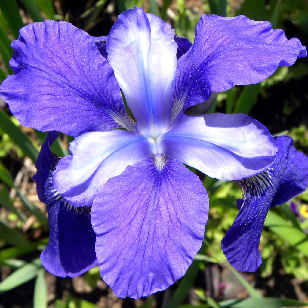 Красивые цветы ирисы на поляне