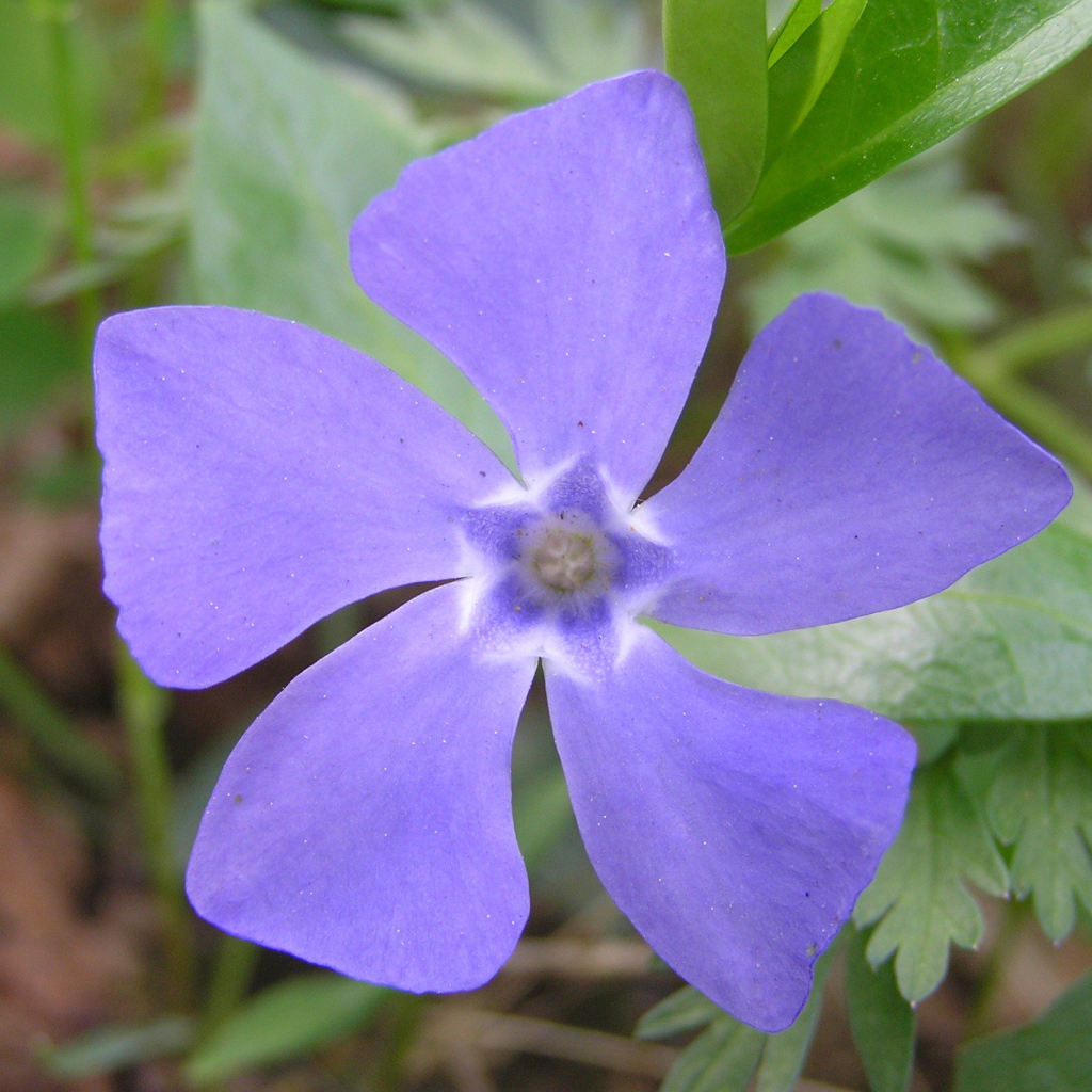 Красивые цветы барвинок в парке