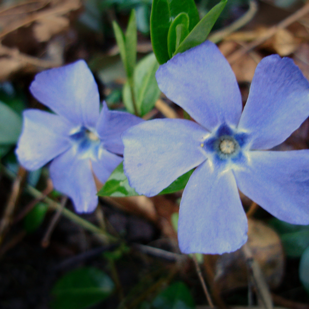 Красивые цветы барвинок на клумбе в саду