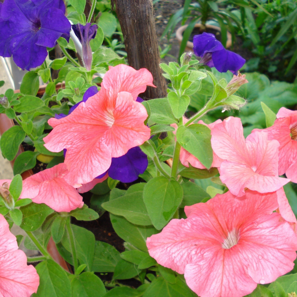 Красивые цветы петуния в лесу