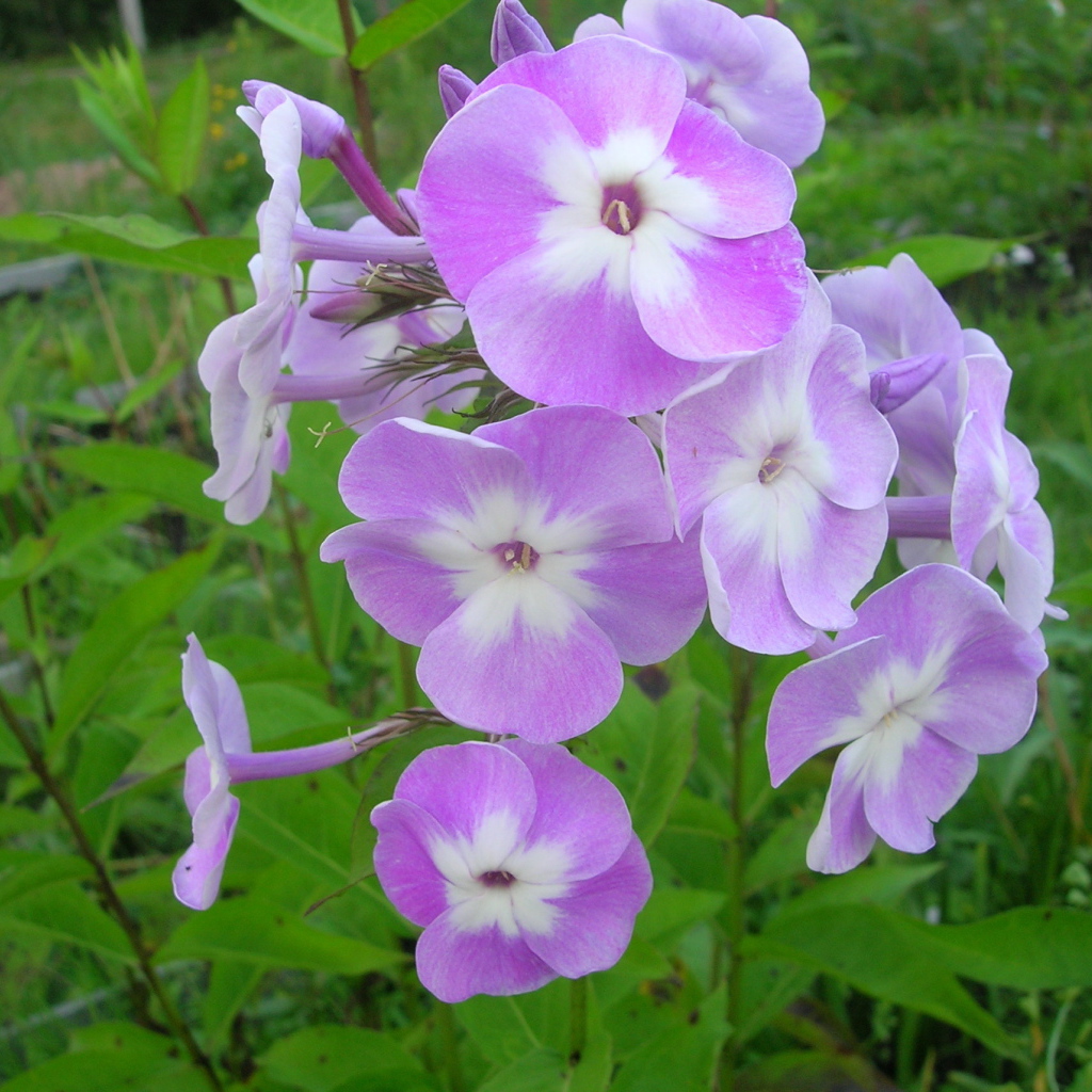 Красивые цветы флокс в парке