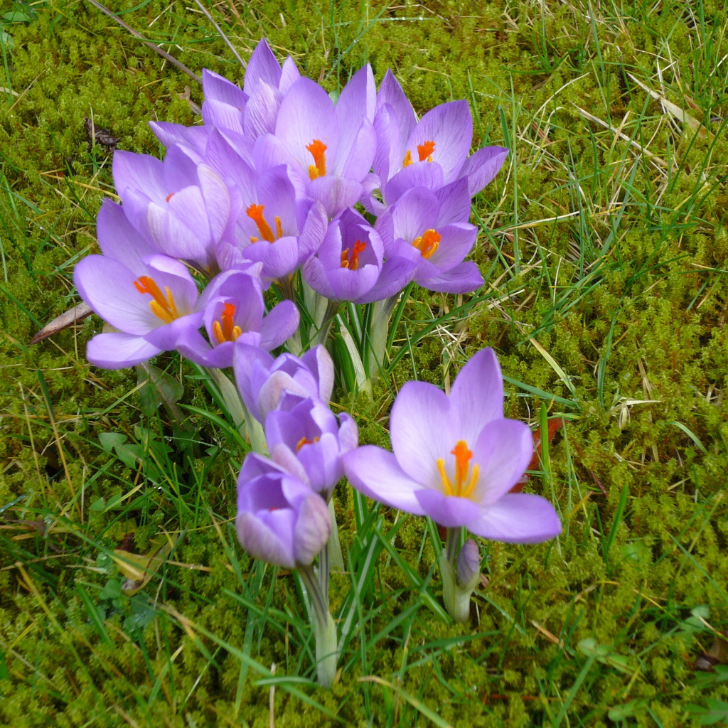 Красивые цветы шафран на газоне