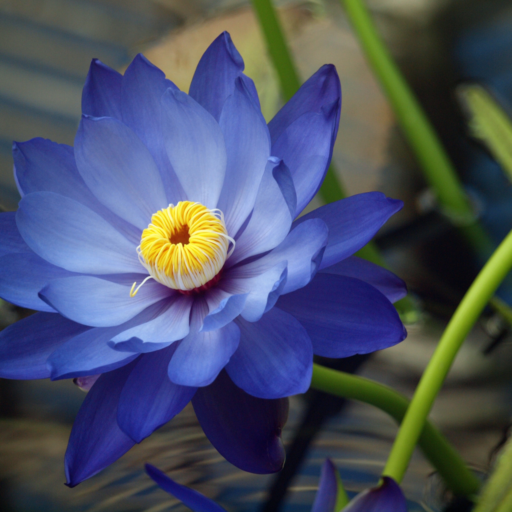 Красивые цветы нимфея на дачном участке