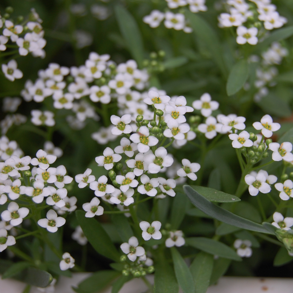 Красивые цветы алиссум на дачном участке