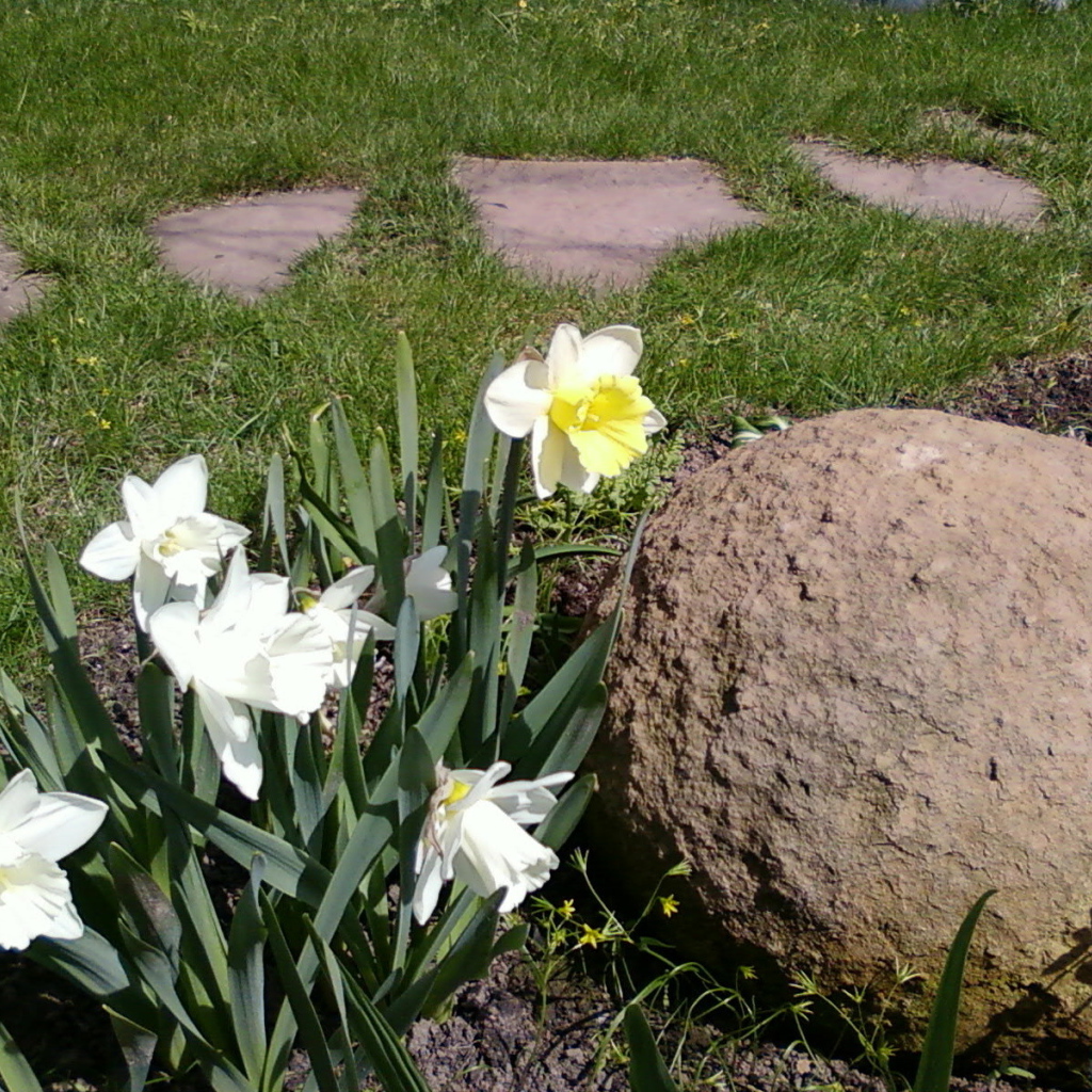 Красивые цветы нектароскордум на дачном участке