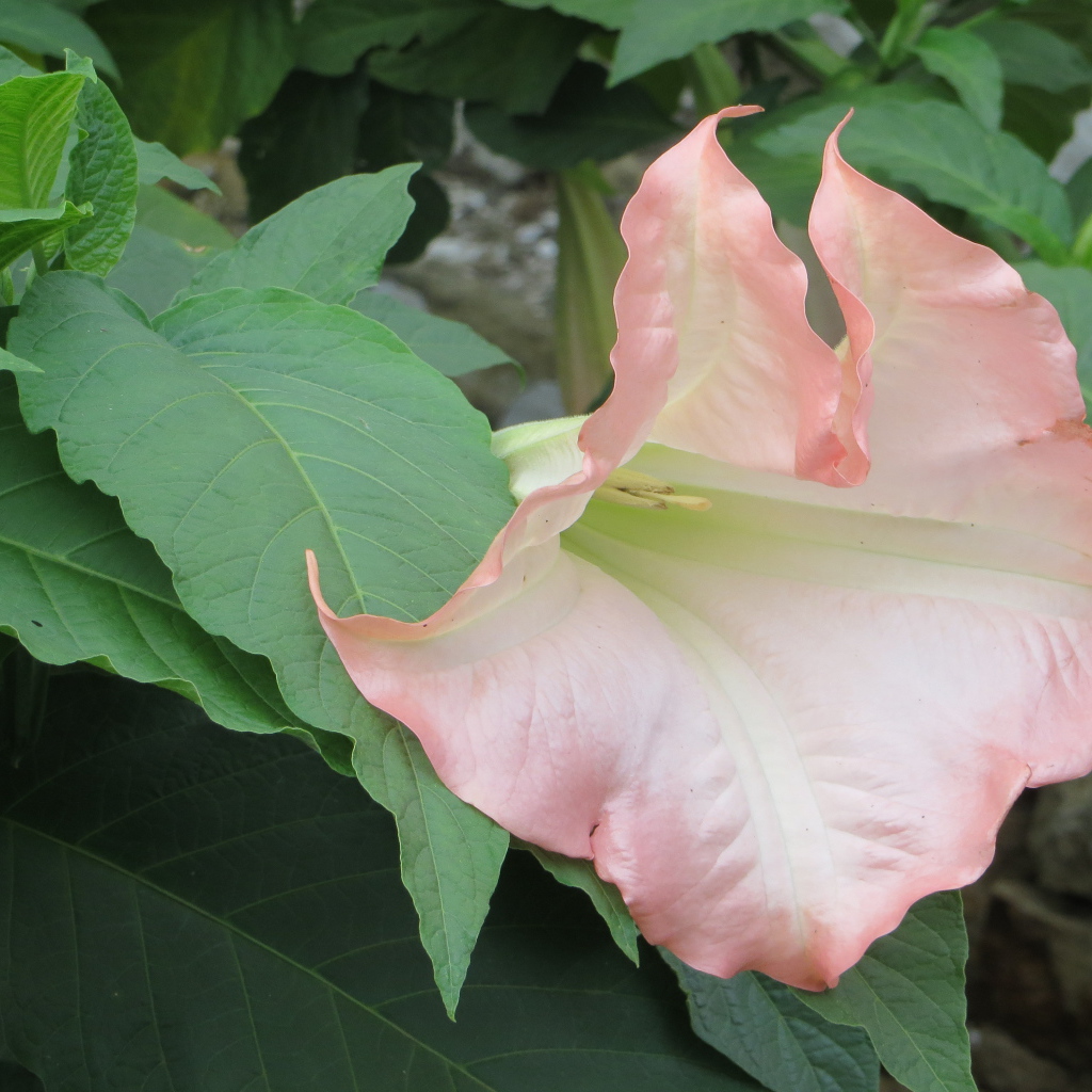 На поляне красивые цветы бругмансия