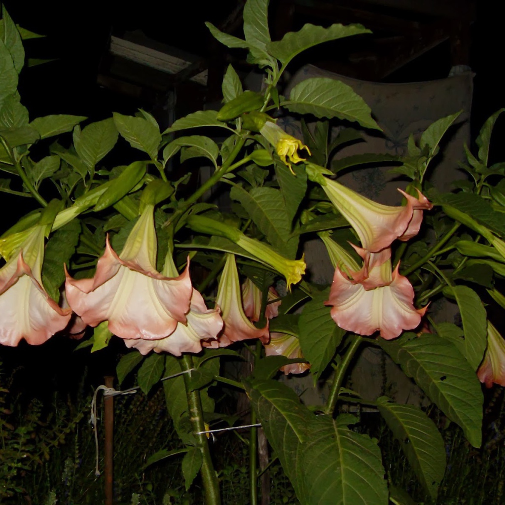 Красивые цветы бругмансия на поляне