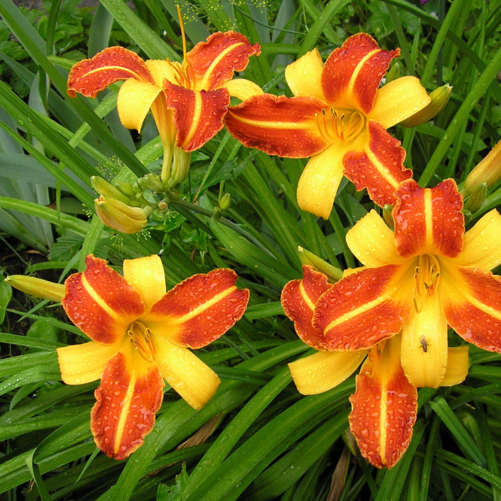 На поляне красивые цветы лилейник