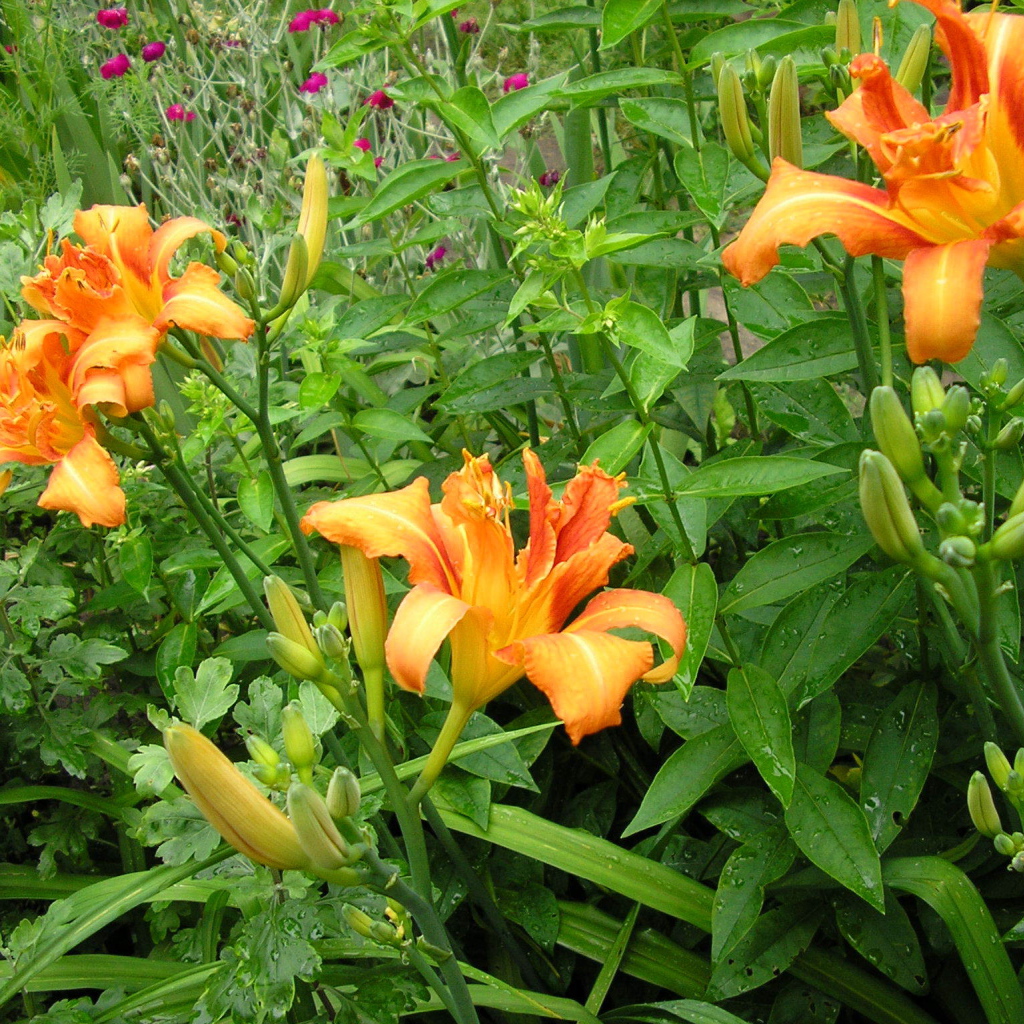 Красивые цветы лилейник на поляне