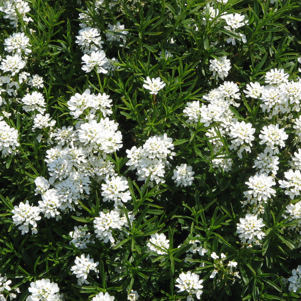 На поляне красивые цветы иберис