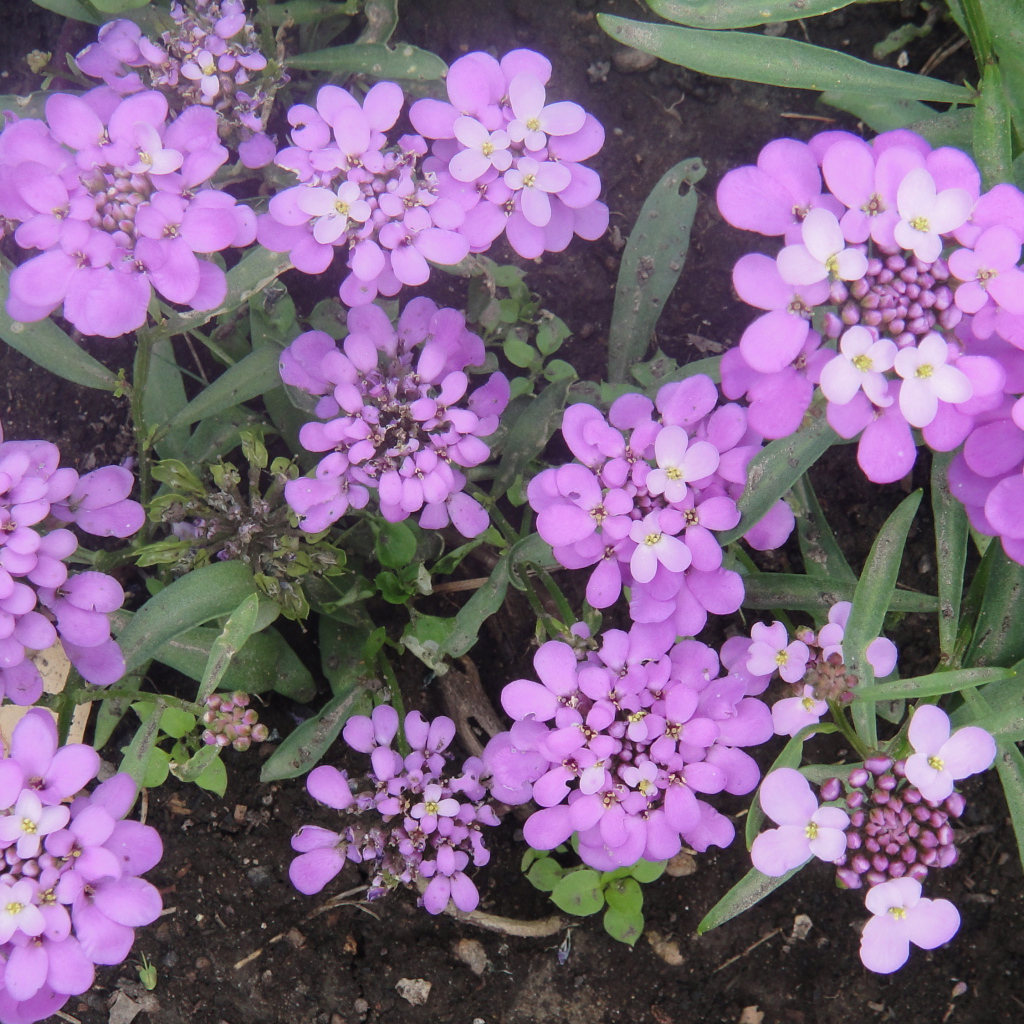 Красивые цветы иберис на поляне