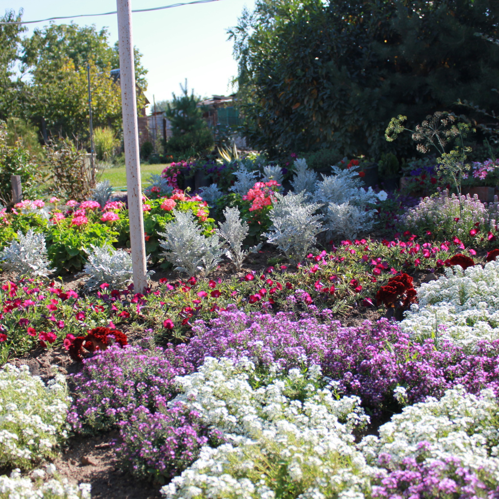 На поляне красивые цветы алиссум
