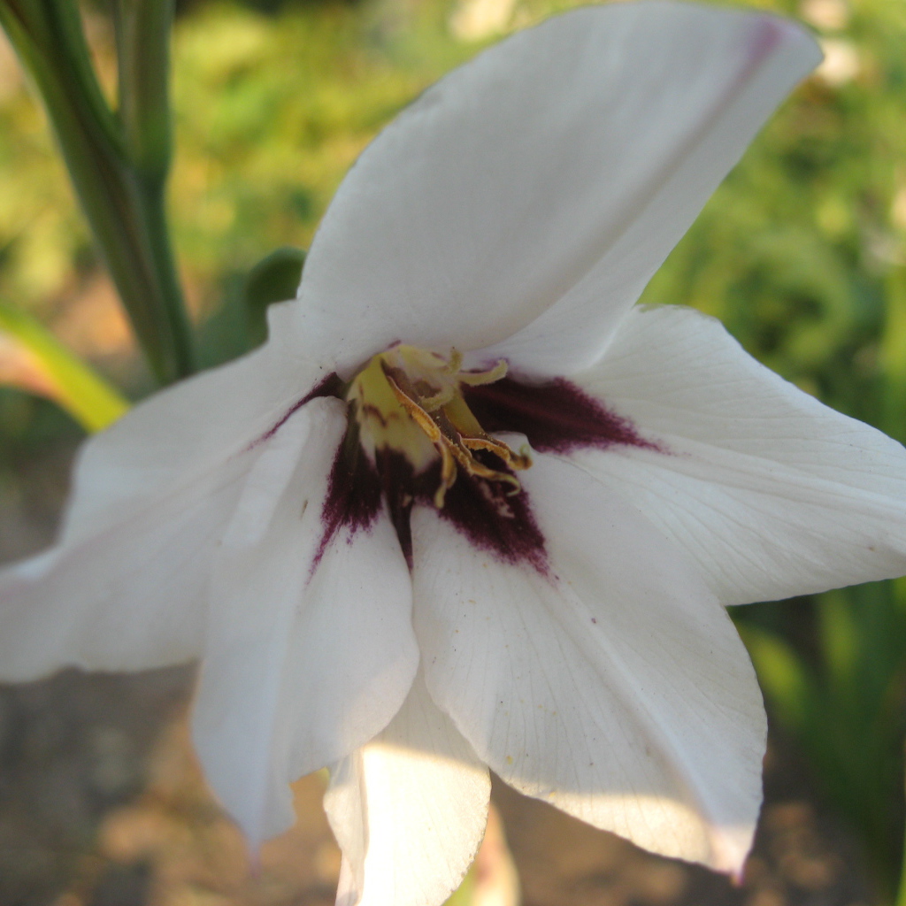 На поляне красивые цветы ацидантера