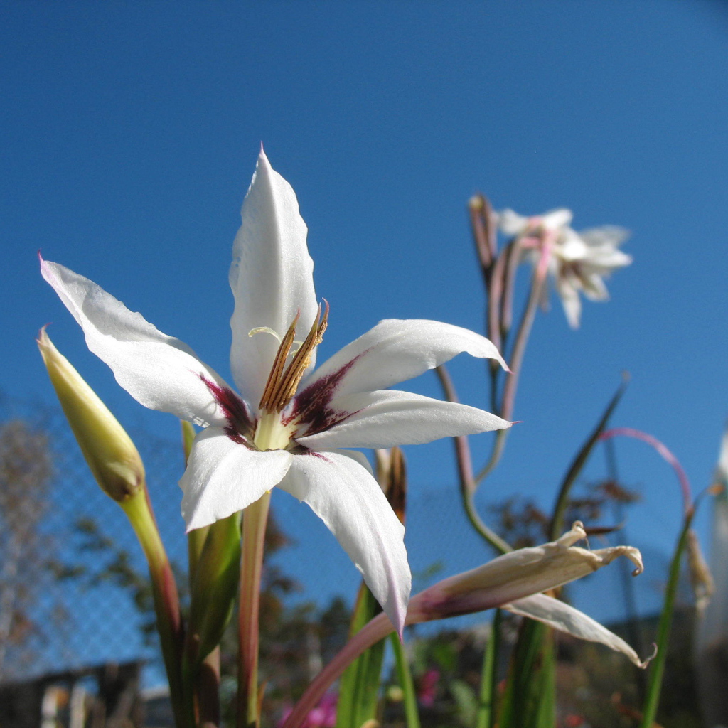 Красивые цветы ацидантера на поляне