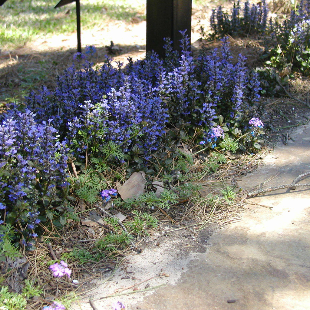 На поляне красивые цветы аюга