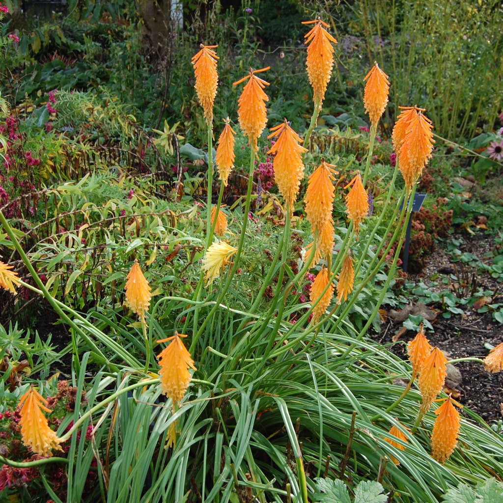 На поляне красивые цветы кникофия