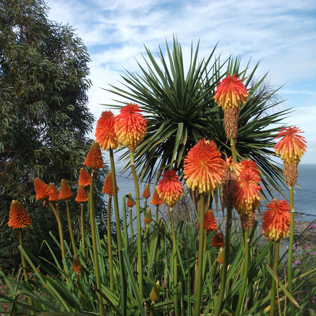 Красивые цветы кникофия на поляне