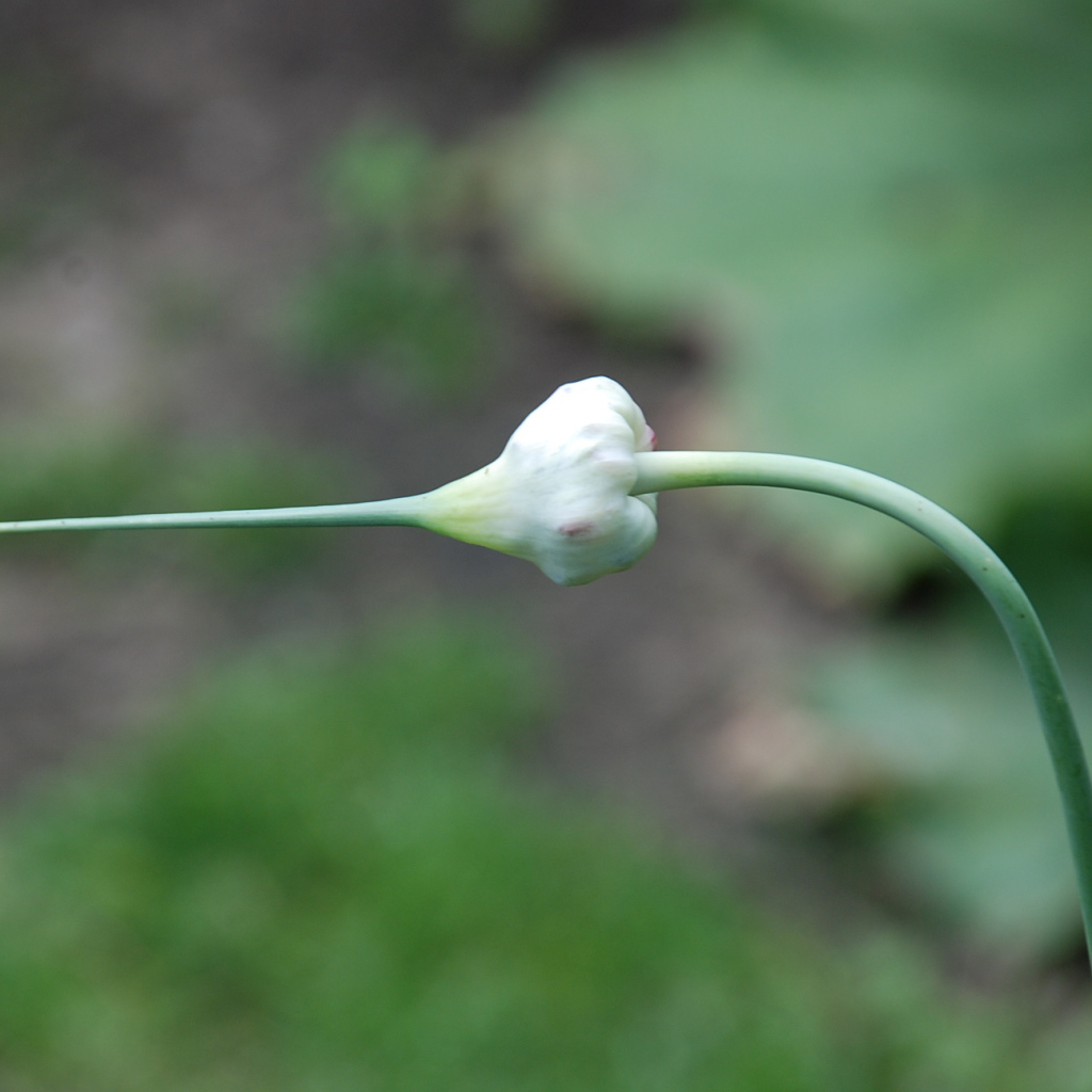 На поляне красивые цветы нектароскордум 