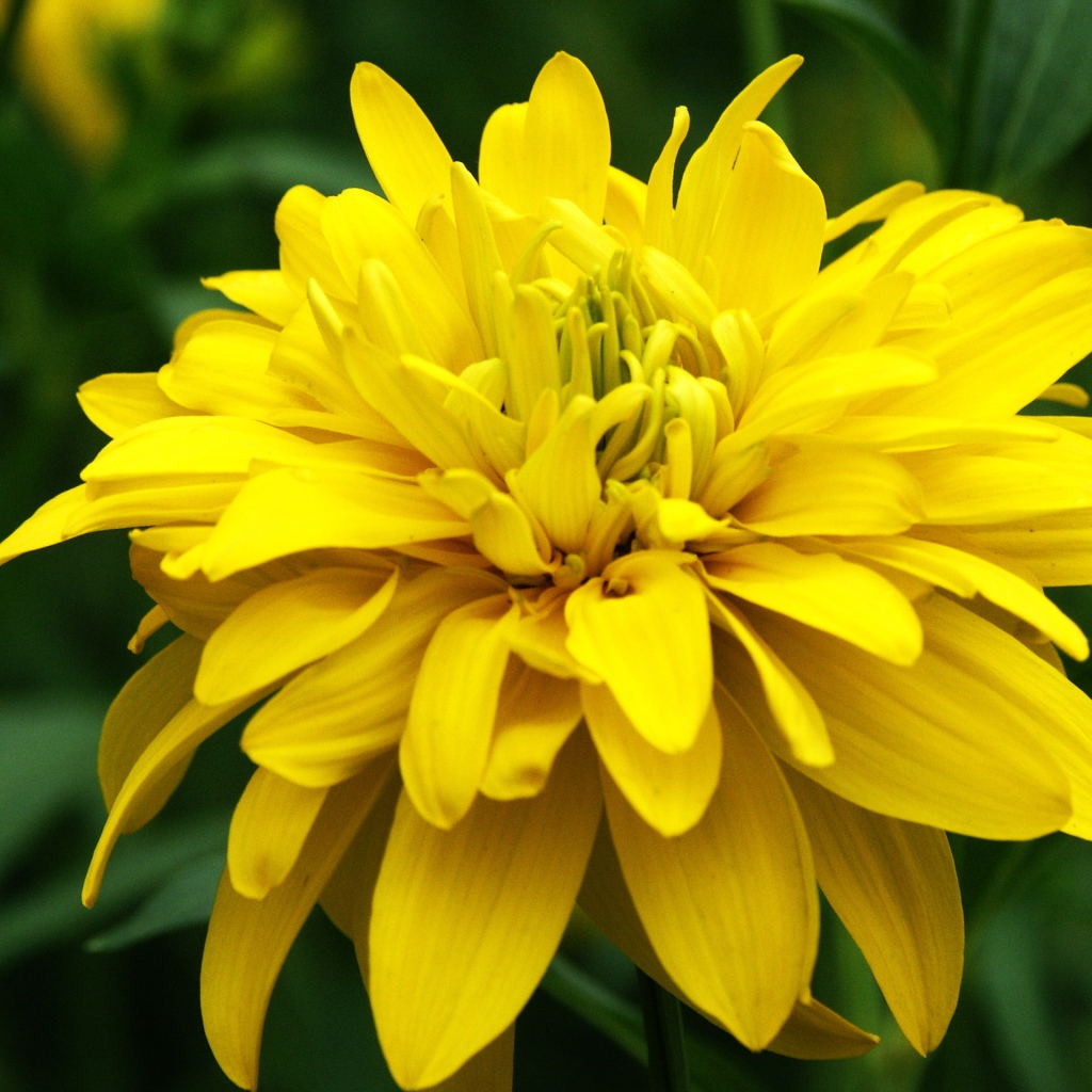 Красивые цветы рудбекия на поляне