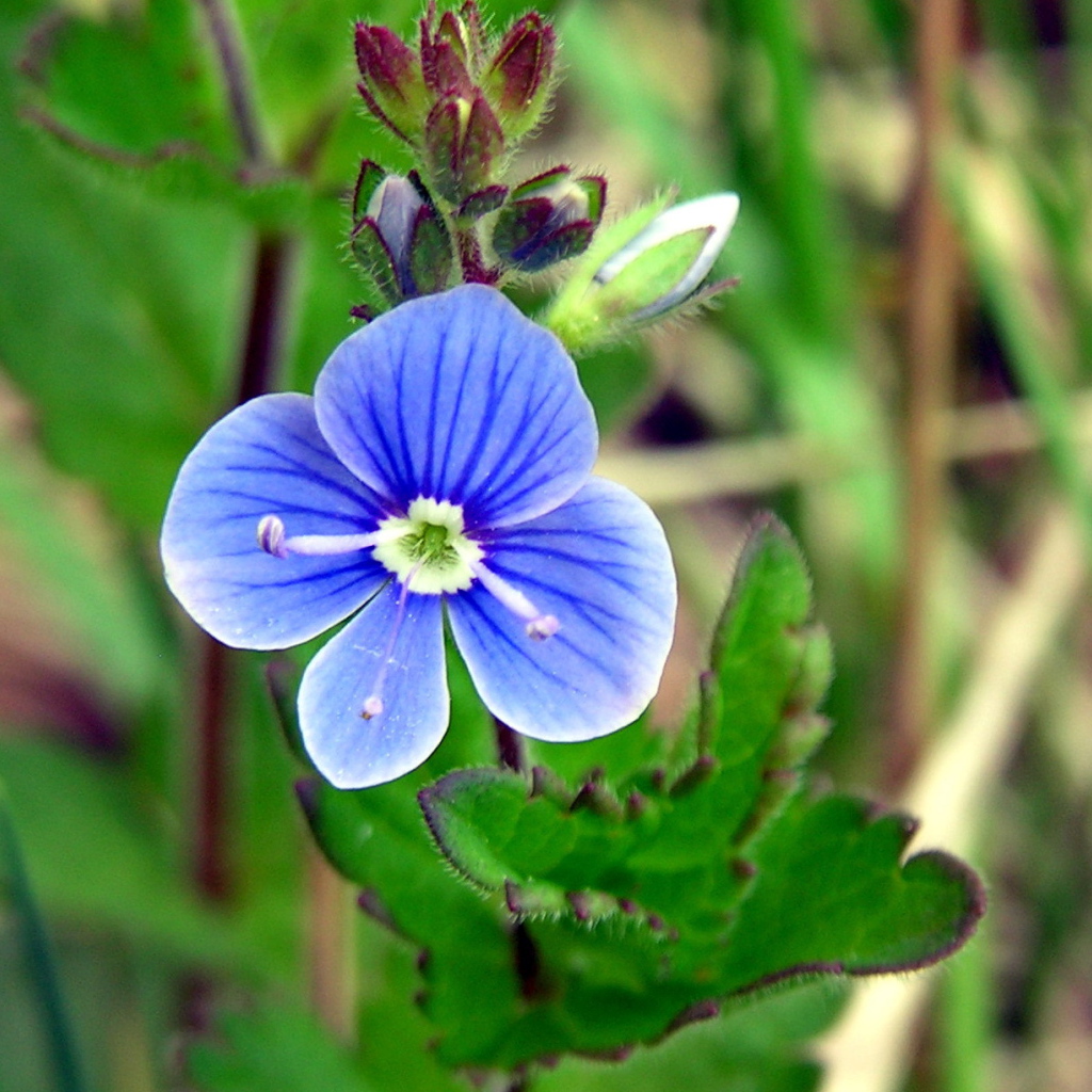 Красивые цветы вероника на поляне