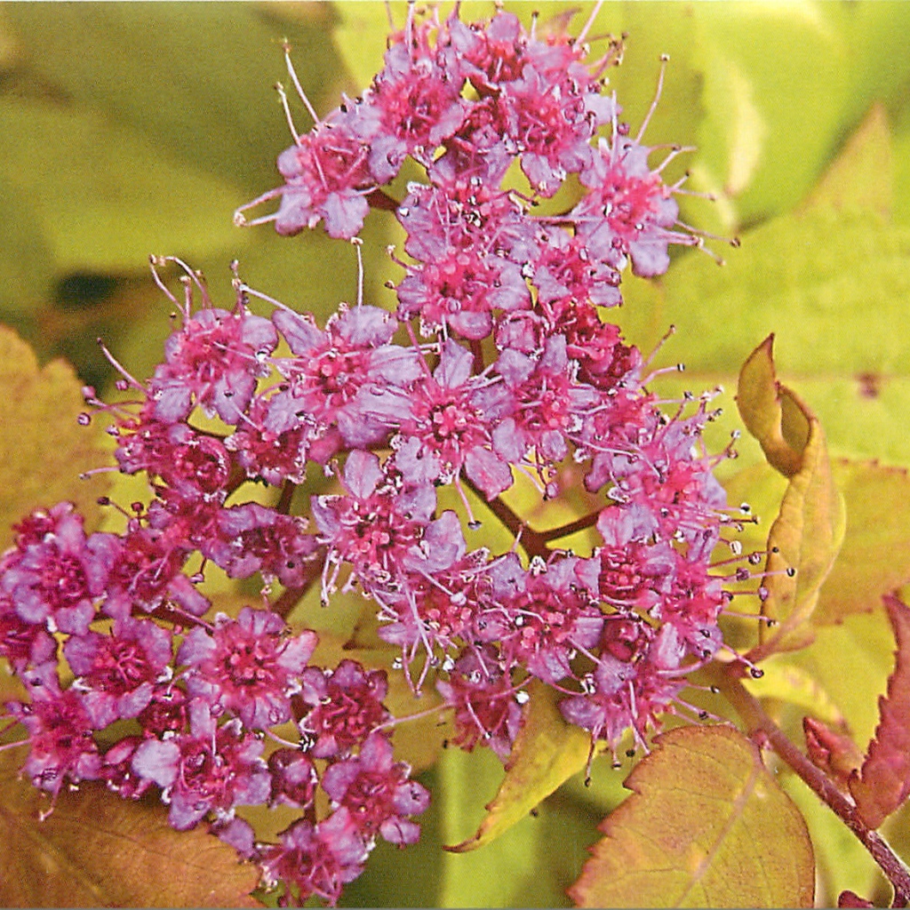 На поляне красивые цветы спирея