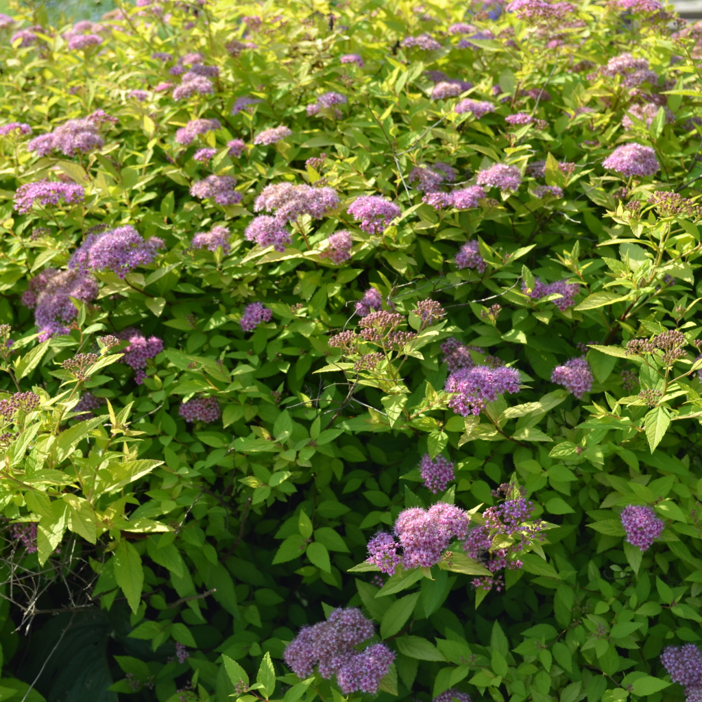 Красивые цветы спирея на поляне