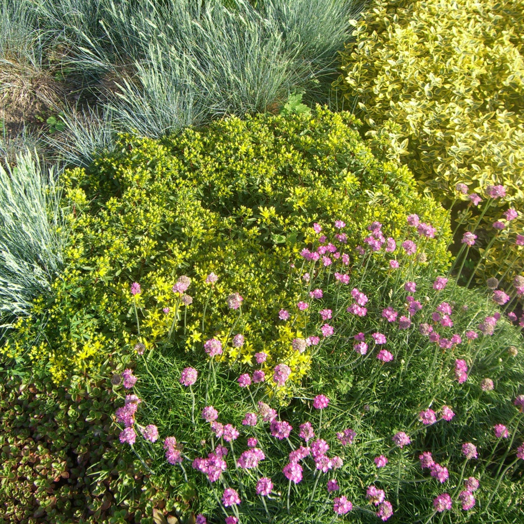 Красивые цветы армерия на поляне