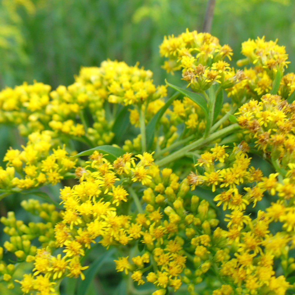 На поляне красивые цветы венидиум