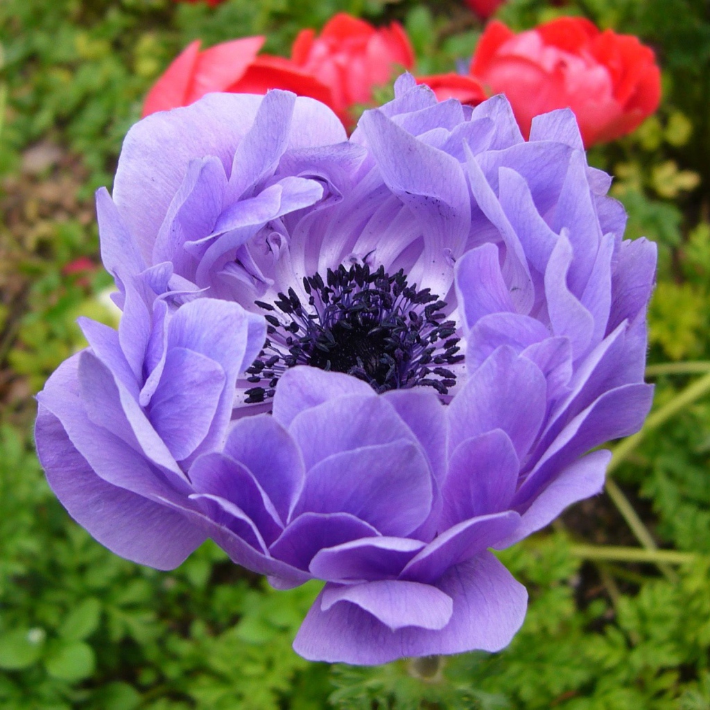 На поляне красивые цветы анемона