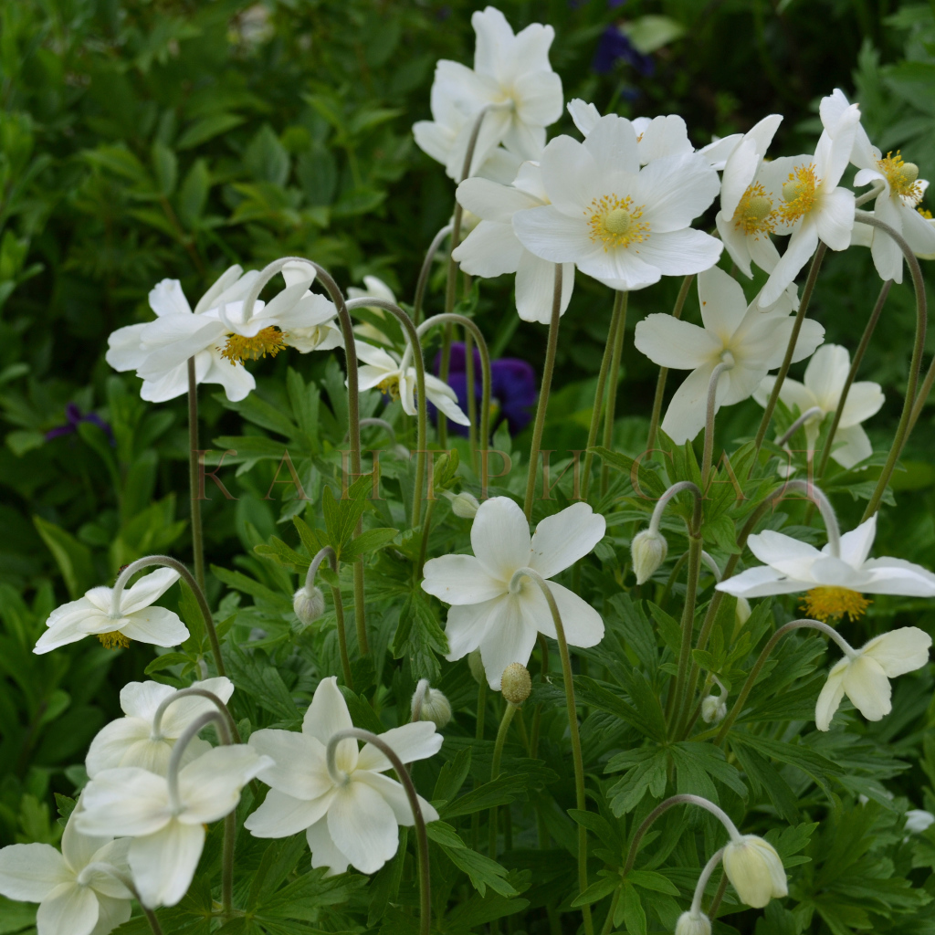 Красивые цветы анемона на поляне