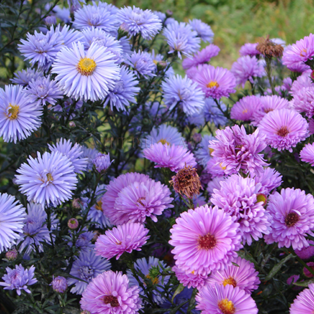 Красивые цветы астра на поляне