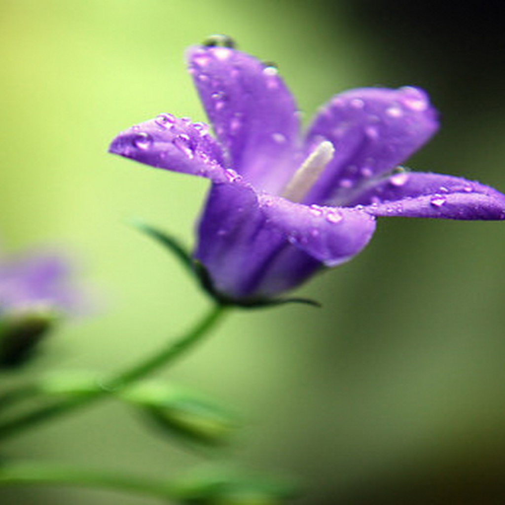 На поляне красивые цветы колокольчики