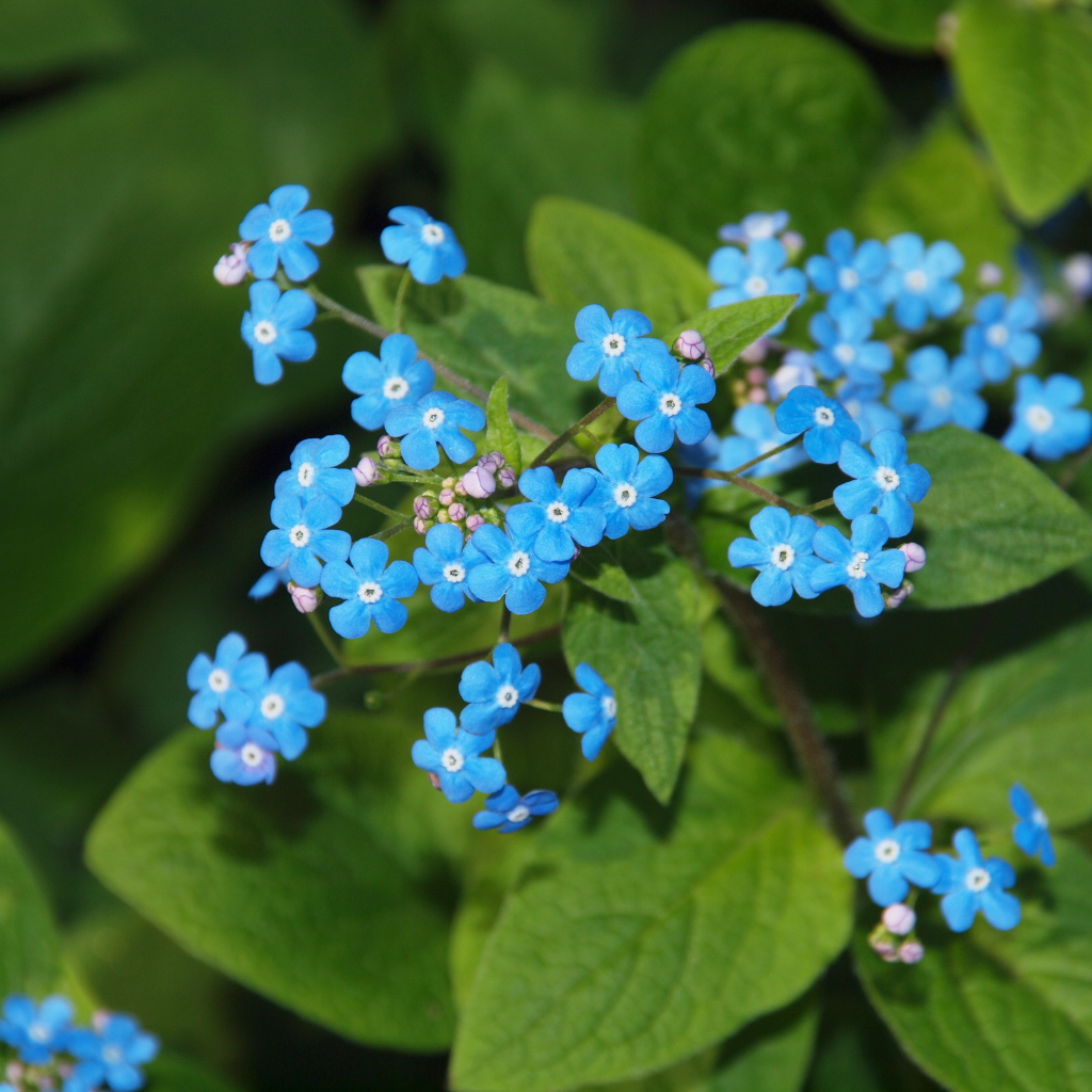 Красивые цветы растения бруннера