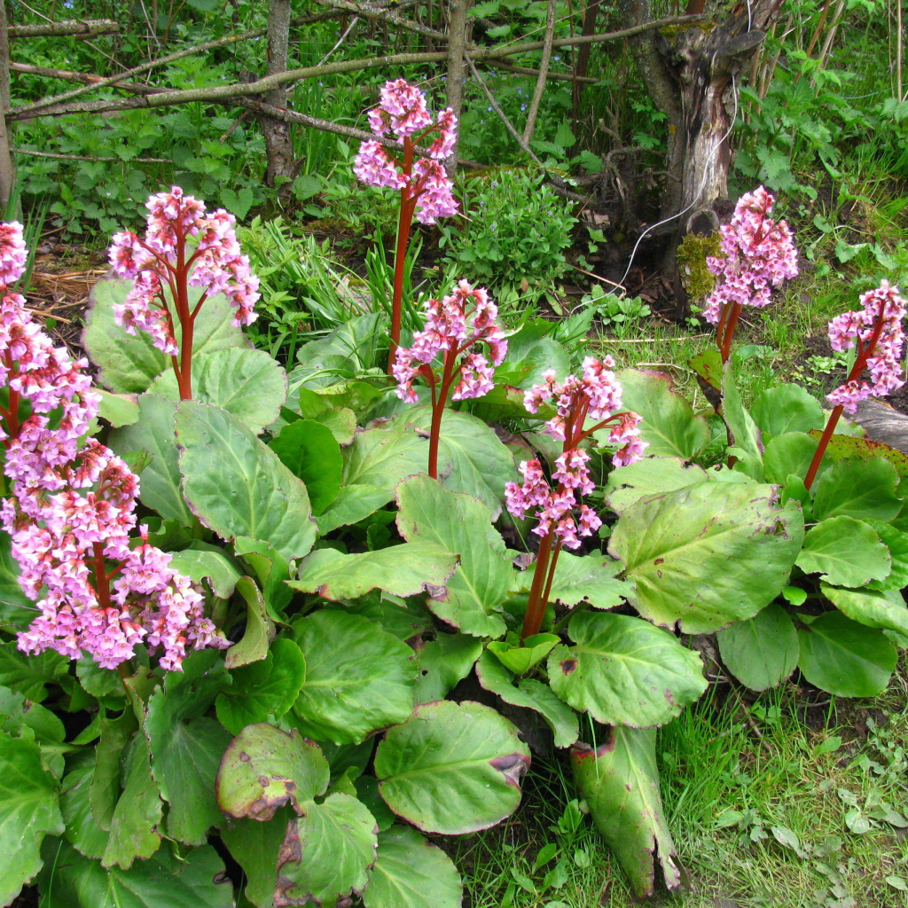 Красивые цветы растения бадан