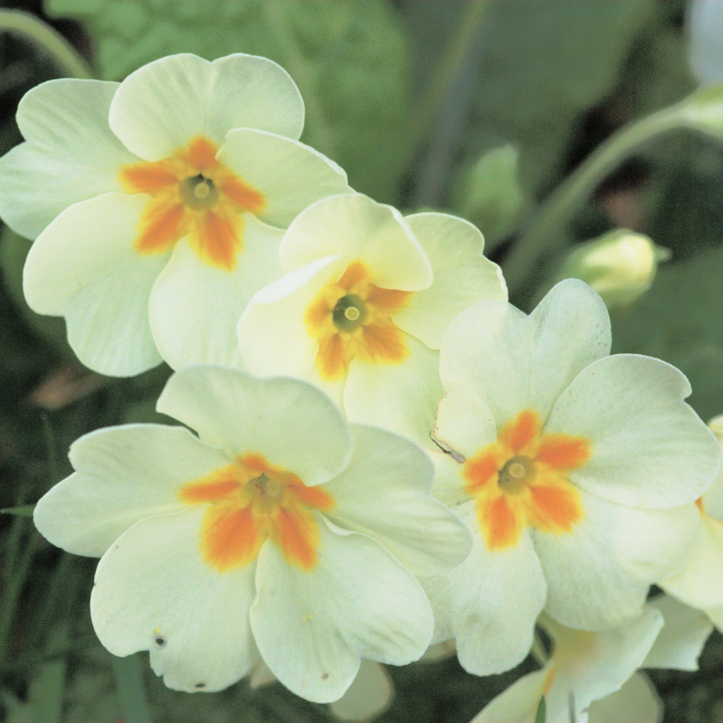 Красивые цветы растения резуха